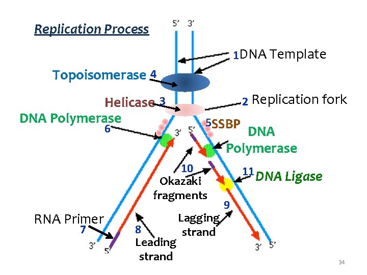 Replication Process 1 DNA Template Topoisomerase 4 Helicase 3 DNA Polymerase 6 2 Replication