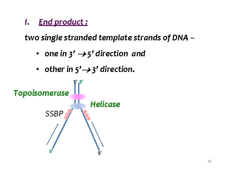 I. End product : two single stranded template strands of DNA – • one