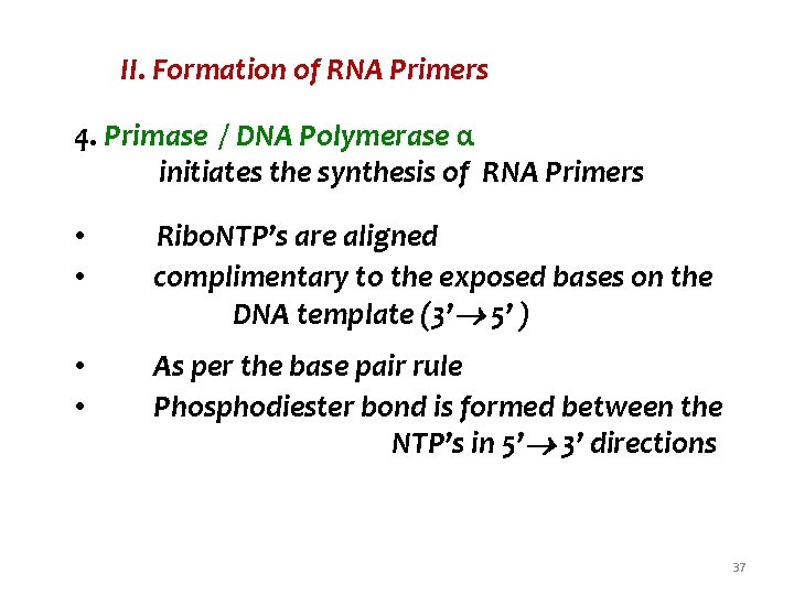 II. Formation of RNA Primers 4. Primase / DNA Polymerase α initiates the synthesis