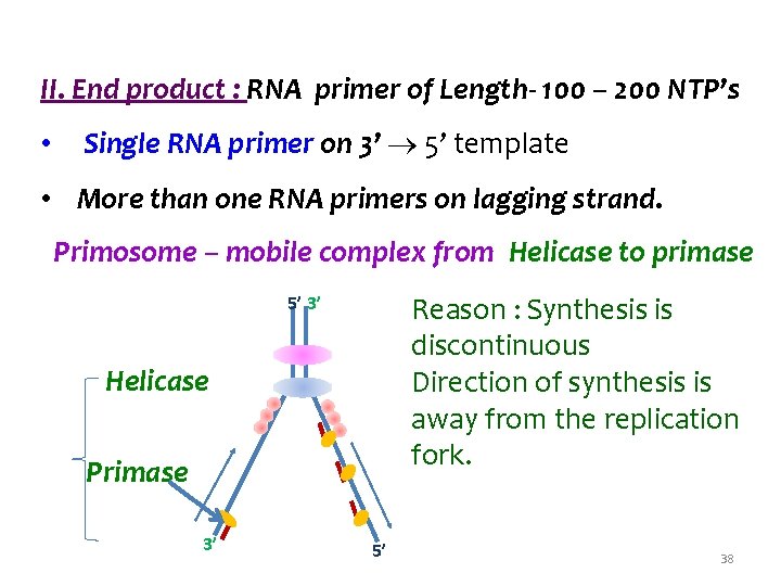 II. End product : RNA primer of Length- 100 – 200 NTP’s • Single