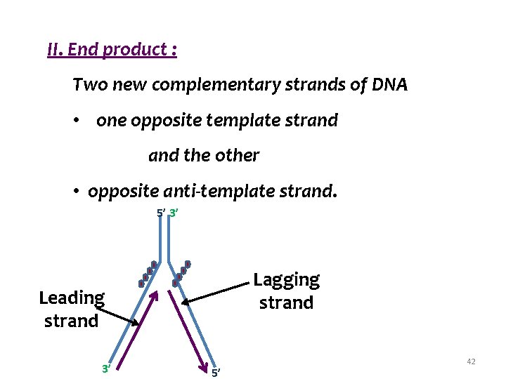 II. End product : Two new complementary strands of DNA • one opposite template
