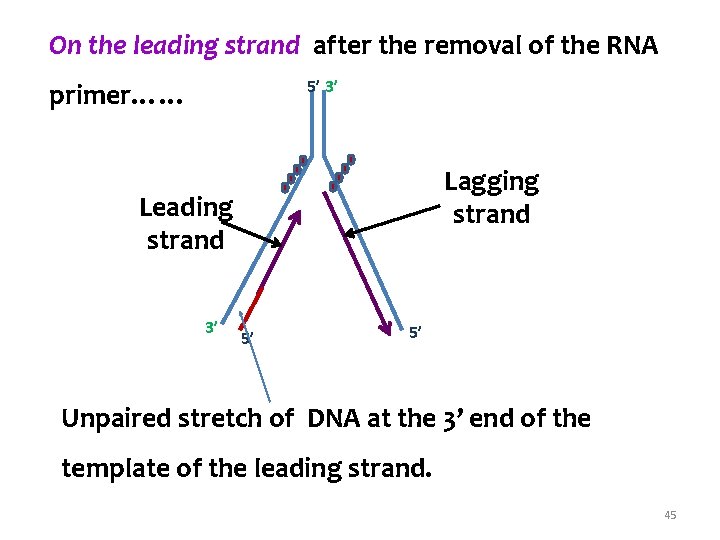On the leading strand after the removal of the RNA 5’ 3’ primer…… Lagging