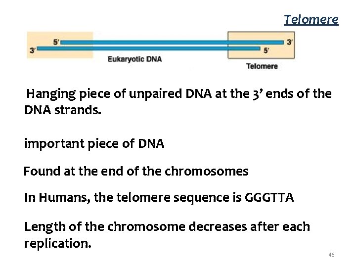 Telomere Hanging piece of unpaired DNA at the 3’ ends of the DNA strands.