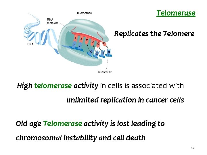 Telomerase Replicates the Telomere High telomerase activity in cells is associated with unlimited replication