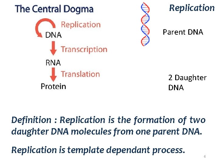 Replication Parent DNA 2 Daughter DNA Definition : Replication is the formation of two
