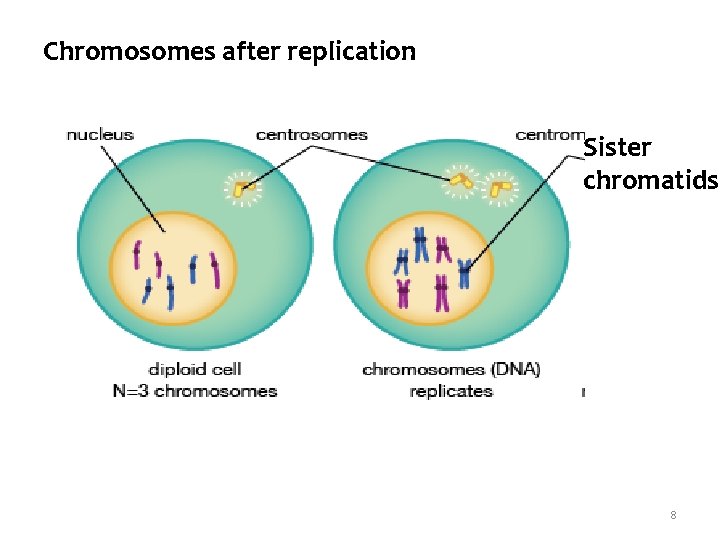 Chromosomes after replication Sister chromatids 8 