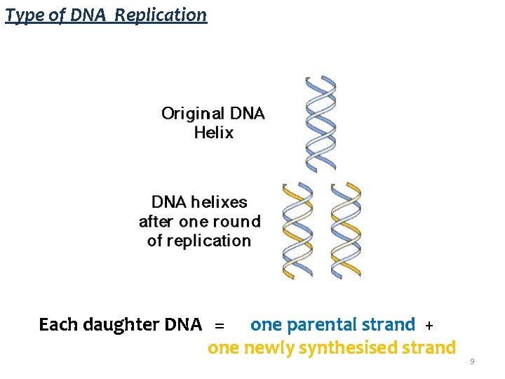 Type of DNA Replication Each daughter DNA = one parental strand + one newly