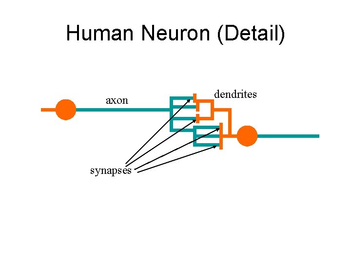 Human Neuron (Detail) axon synapses dendrites 
