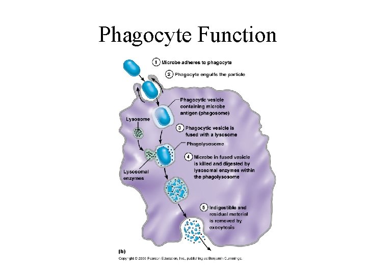 Phagocyte Function 