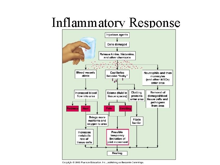 Inflammatory Response 