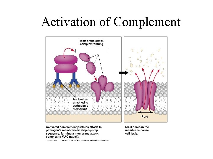 Activation of Complement 