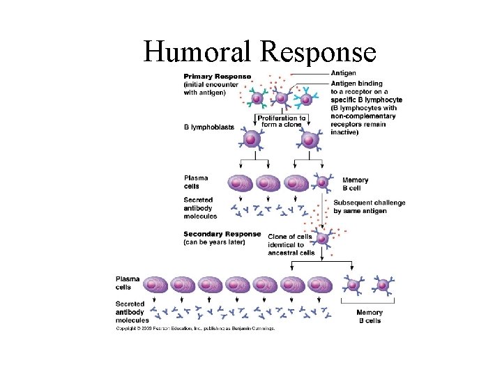 Humoral Response 