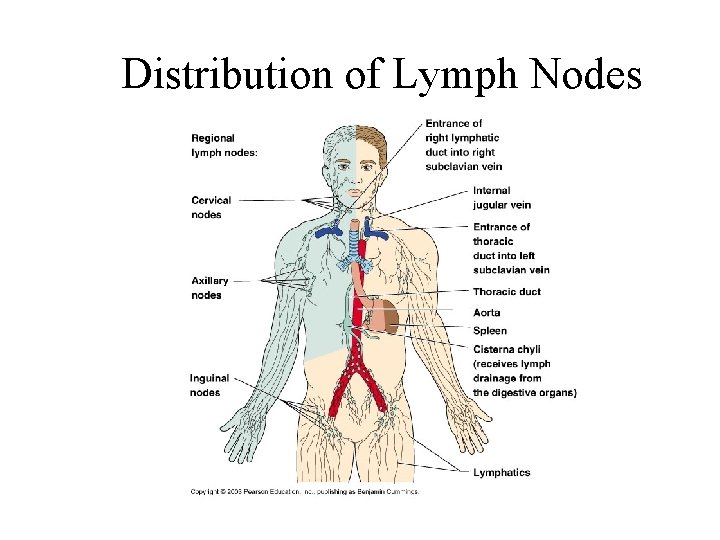 Distribution of Lymph Nodes 