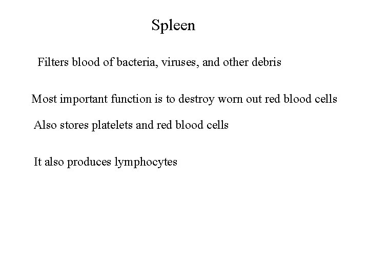 Spleen Filters blood of bacteria, viruses, and other debris Most important function is to