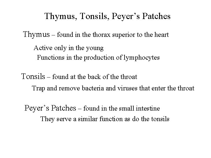 Thymus, Tonsils, Peyer’s Patches Thymus – found in the thorax superior to the heart