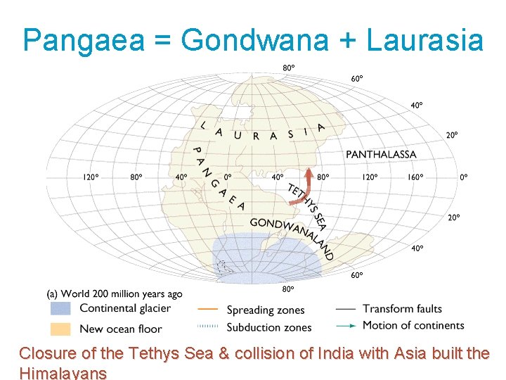 Pangaea = Gondwana + Laurasia Closure of the Tethys Sea & collision of India