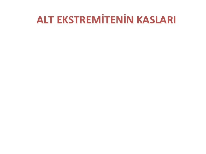 ALT EKSTREMİTENİN KASLARI ALT EKSTREMİTENİN KASLARI