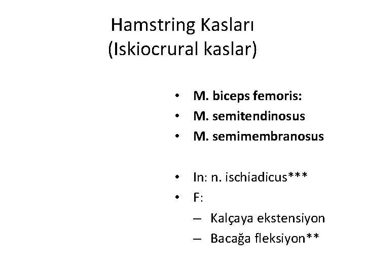 Hamstring Kasları (Iskiocrural kaslar) • M. biceps femoris: • M. semitendinosus • M. semimembranosus Hamstring Kasları (Iskiocrural kaslar) • M. biceps femoris: • M. semitendinosus • M. semimembranosus