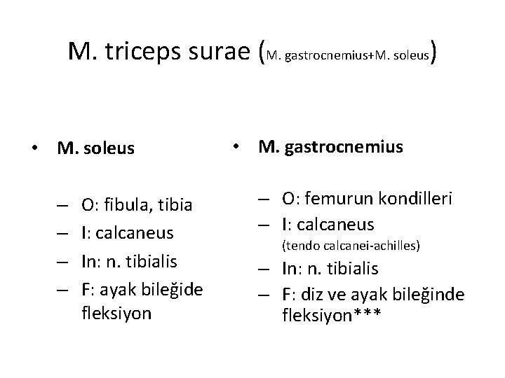 M. triceps surae (M. gastrocnemius+M. soleus) • M. soleus – – O: fibula, tibia M. triceps surae (M. gastrocnemius+M. soleus) • M. soleus – – O: fibula, tibia