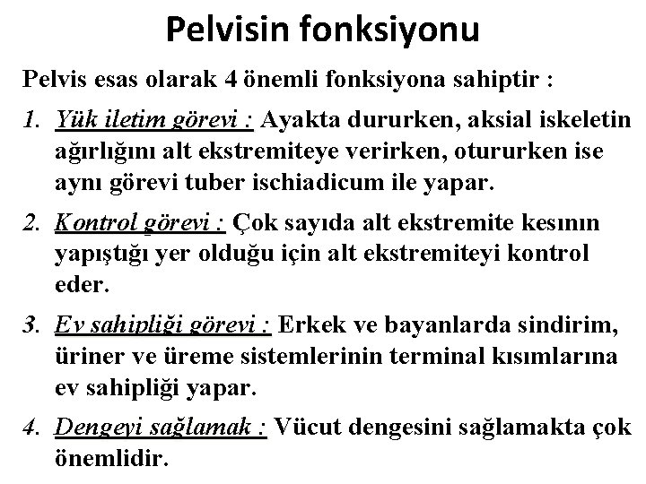 Pelvisin fonksiyonu Pelvis esas olarak 4 önemli fonksiyona sahiptir : 1. Yük iletim görevi Pelvisin fonksiyonu Pelvis esas olarak 4 önemli fonksiyona sahiptir : 1. Yük iletim görevi