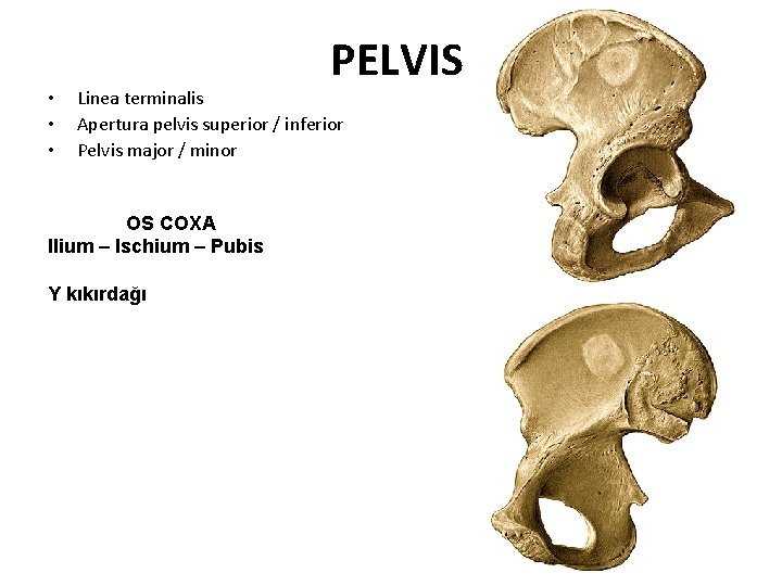 • • • PELVIS Linea terminalis Apertura pelvis superior / inferior Pelvis major • • • PELVIS Linea terminalis Apertura pelvis superior / inferior Pelvis major