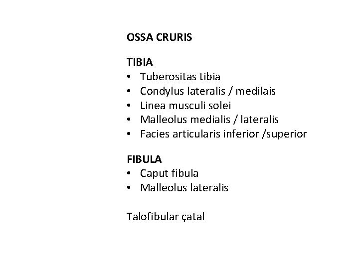 OSSA CRURIS TIBIA • Tuberositas tibia • Condylus lateralis / medilais • Linea musculi OSSA CRURIS TIBIA • Tuberositas tibia • Condylus lateralis / medilais • Linea musculi
