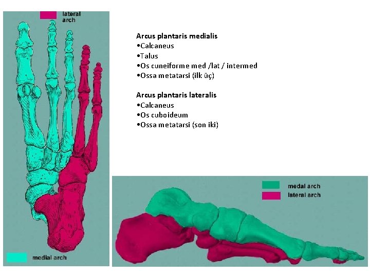 Arcus plantaris medialis • Calcaneus • Talus • Os cuneiforme med /lat / intermed Arcus plantaris medialis • Calcaneus • Talus • Os cuneiforme med /lat / intermed