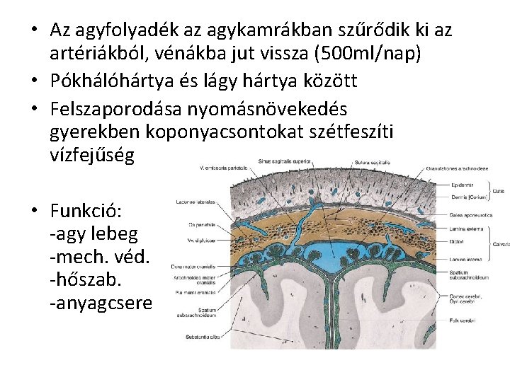  • Az agyfolyadék az agykamrákban szűrődik ki az artériákból, vénákba jut vissza (500