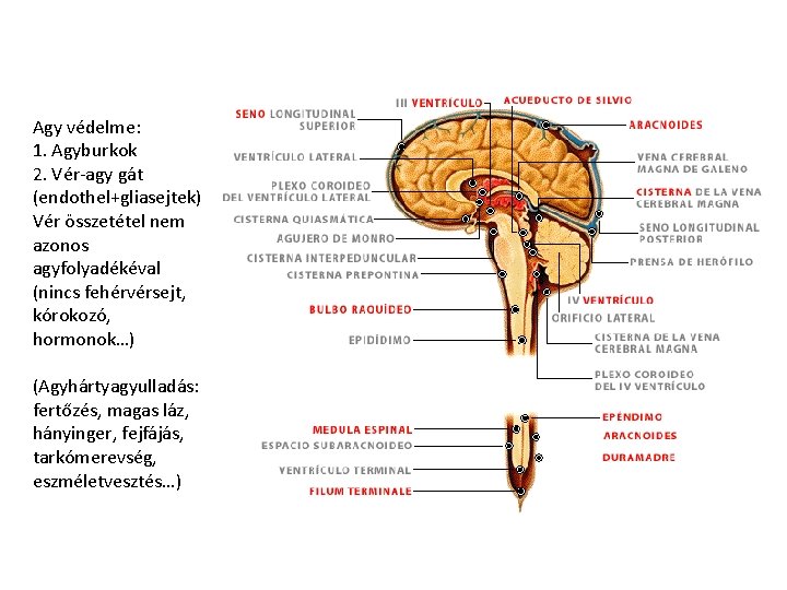 Agy védelme: 1. Agyburkok 2. Vér-agy gát (endothel+gliasejtek) Vér összetétel nem azonos agyfolyadékéval (nincs