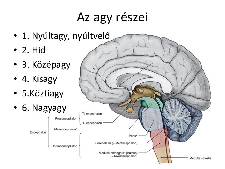 Az agy részei • • • 1. Nyúltagy, nyúltvelő 2. Híd 3. Középagy 4.