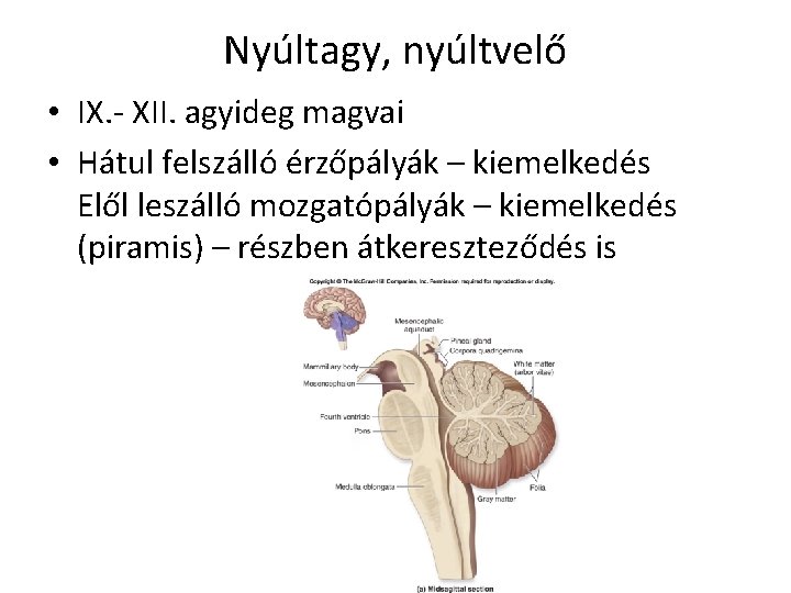 Nyúltagy, nyúltvelő • IX. - XII. agyideg magvai • Hátul felszálló érzőpályák – kiemelkedés