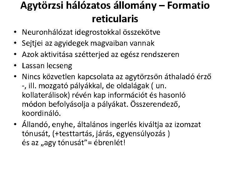 Agytörzsi hálózatos állomány – Formatio reticularis Neuronhálózat idegrostokkal összekötve Sejtjei az agyidegek magvaiban vannak