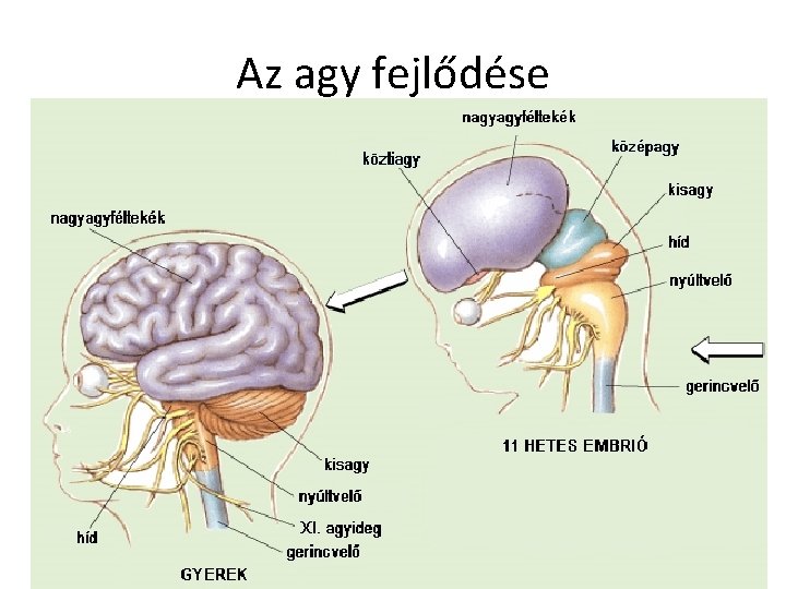 Az agy fejlődése 