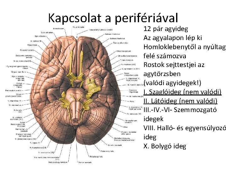 Kapcsolat a perifériával 12 pár agyideg Az agyalapon lép ki Homloklebenytől a nyúltagy felé