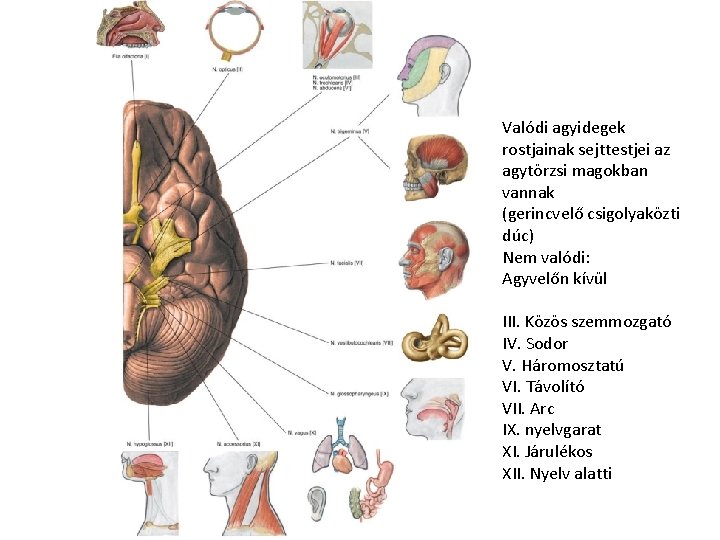 Valódi agyidegek rostjainak sejttestjei az agytörzsi magokban vannak (gerincvelő csigolyaközti dúc) Nem valódi: Agyvelőn