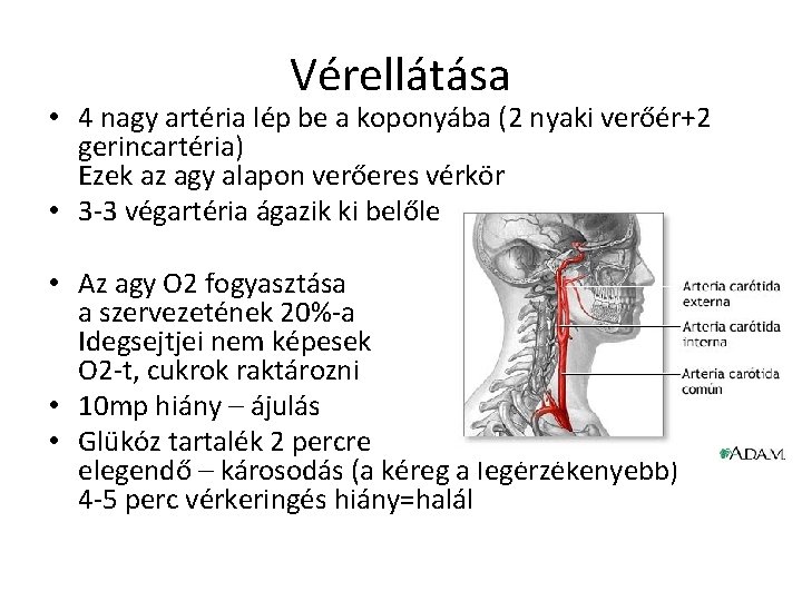 Vérellátása • 4 nagy artéria lép be a koponyába (2 nyaki verőér+2 gerincartéria) Ezek