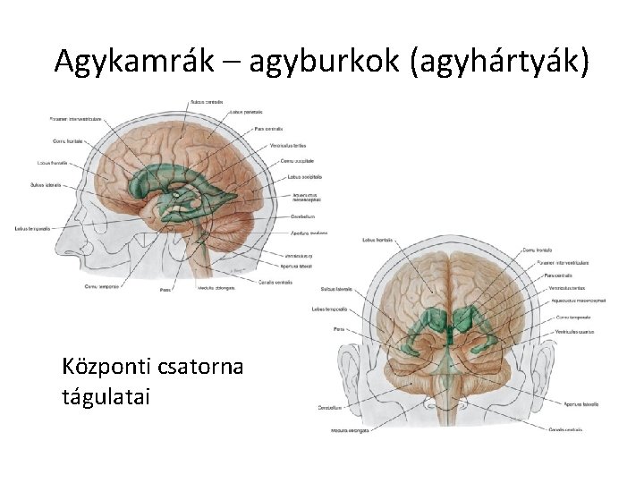 Agykamrák – agyburkok (agyhártyák) Központi csatorna tágulatai 