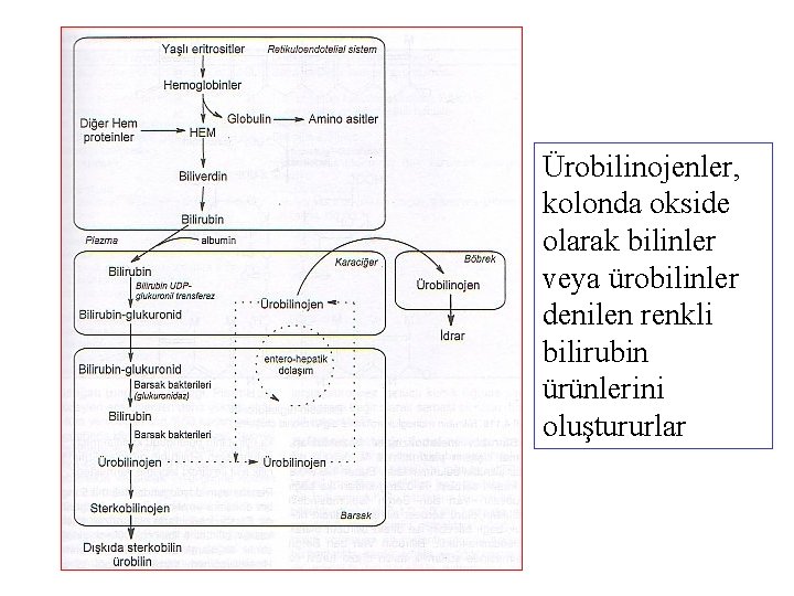 Ürobilinojenler, kolonda okside olarak bilinler veya ürobilinler denilen renkli bilirubin ürünlerini oluştururlar 