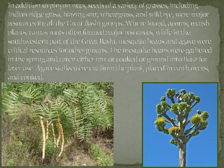 In addition to pinyon nuts, seeds of a variety of grasses, including Indian ridge In addition to pinyon nuts, seeds of a variety of grasses, including Indian ridge