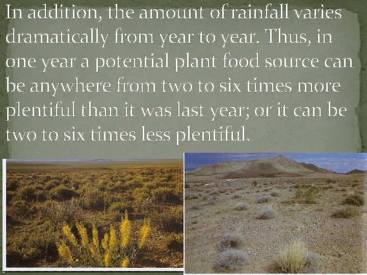 In addition, the amount of rainfall varies dramatically from year to year. Thus, in In addition, the amount of rainfall varies dramatically from year to year. Thus, in