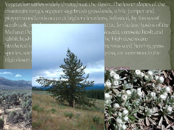 Vegetation varies widely throughout the Basin. The lower slopes of the mountain ranges support Vegetation varies widely throughout the Basin. The lower slopes of the mountain ranges support