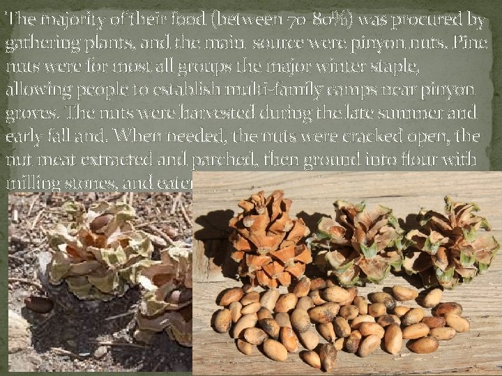 The majority of their food (between 70 -80%) was procured by gathering plants, and The majority of their food (between 70 -80%) was procured by gathering plants, and