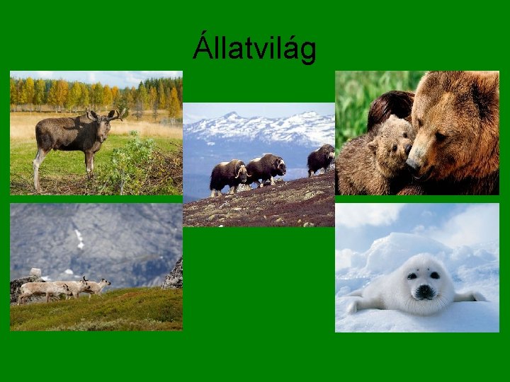 Állatvilág 