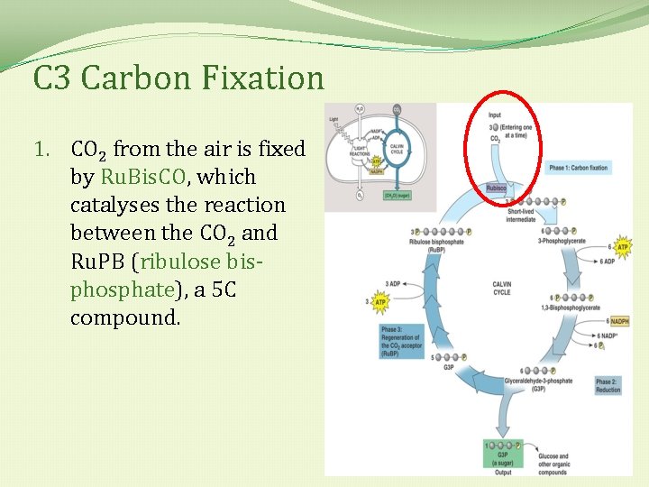 C 3 Carbon Fixation 1. CO 2 from the air is fixed by Ru.