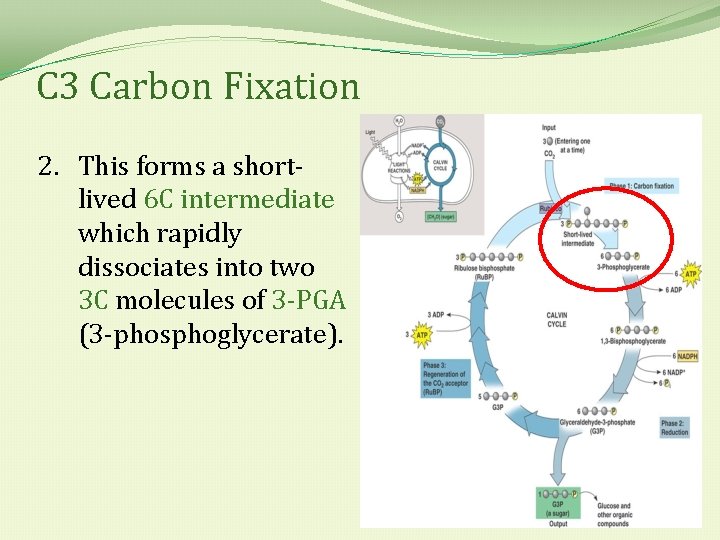 C 3 Carbon Fixation 2. This forms a shortlived 6 C intermediate which rapidly