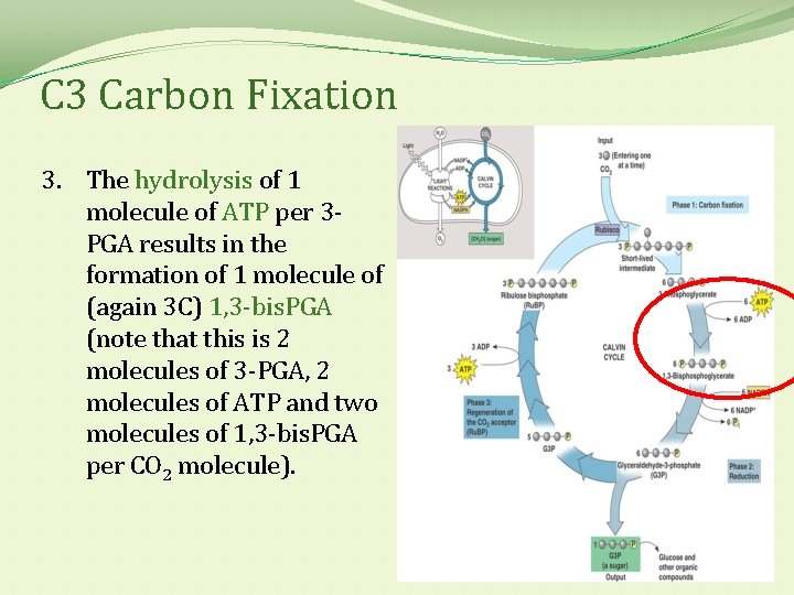 C 3 Carbon Fixation 3. The hydrolysis of 1 molecule of ATP per 3