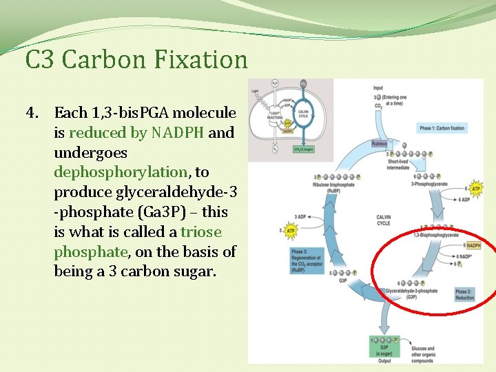 C 3 Carbon Fixation 4. Each 1, 3 -bis. PGA molecule is reduced by