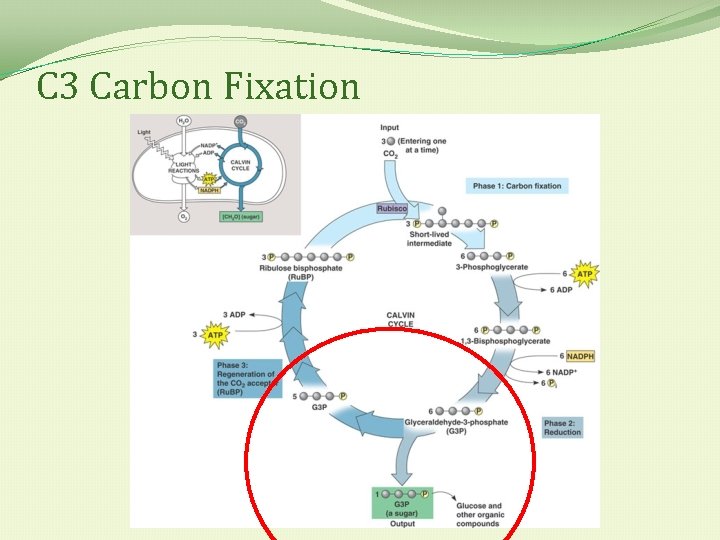 C 3 Carbon Fixation 