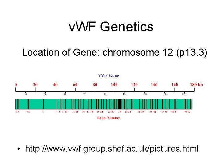 v. WF Genetics Location of Gene: chromosome 12 (p 13. 3) • http: //www.