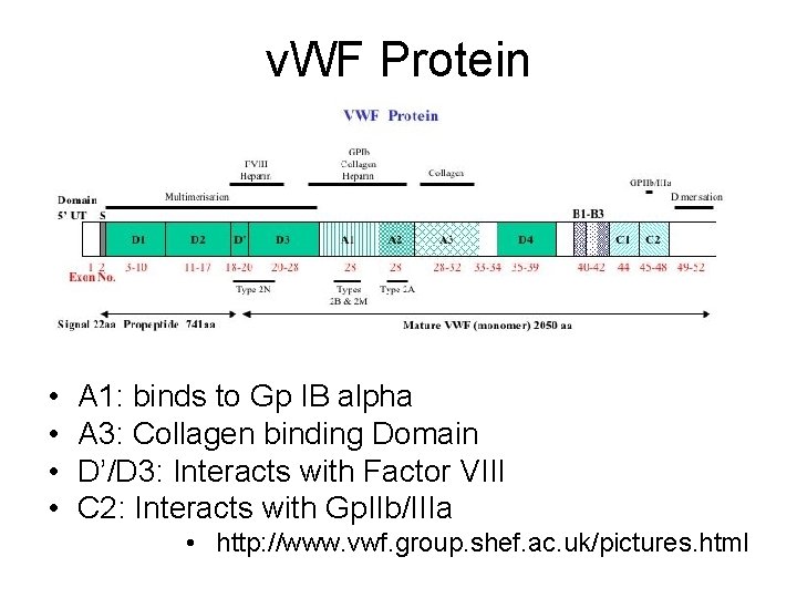 v. WF Protein • • A 1: binds to Gp IB alpha A 3: